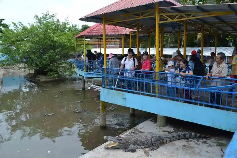 Crocodile Fishing
