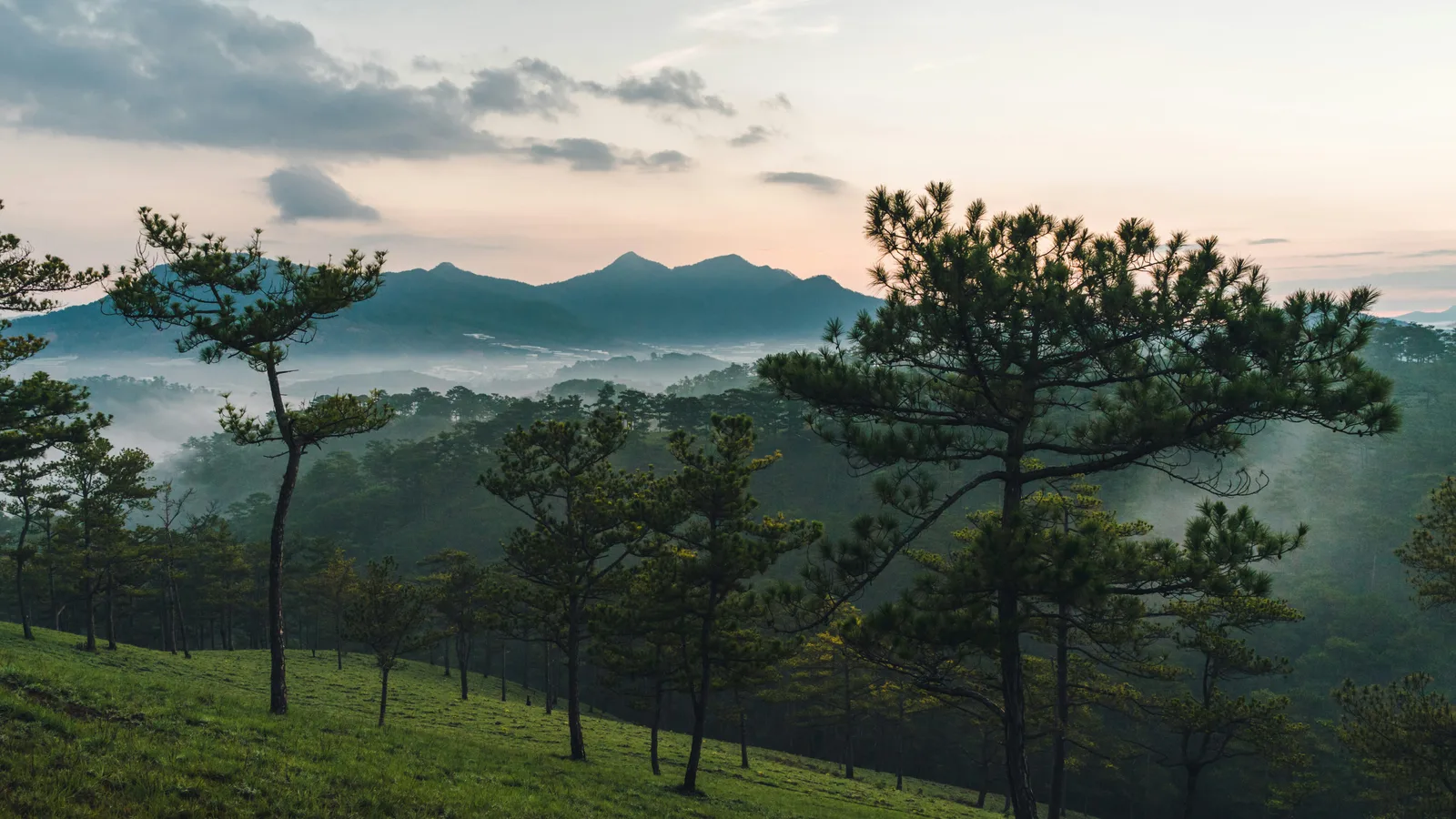 Pine forests and rolling hills under morning mist in Da Lat, Vietnam's central highlands