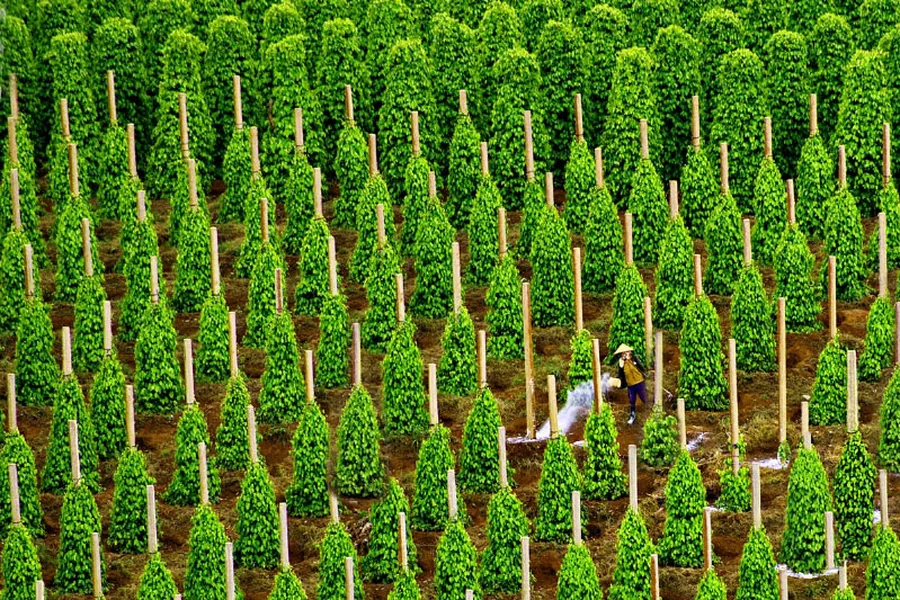 Rows of green pepper vines at a Phu Quoc pepper garden